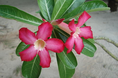 Adenium obesum